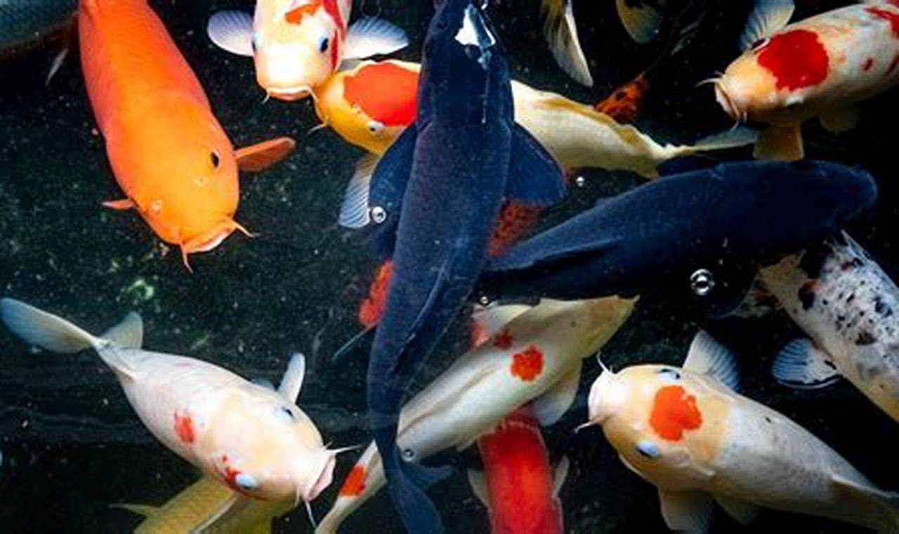 Manfaat Ikan Koi: Dari Keindahan hingga Ketenangan Jiwa