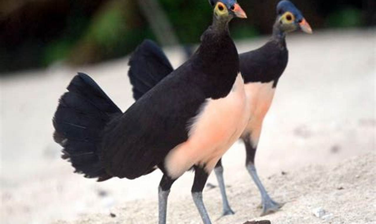 Pelajari Manfaat Burung Maleo: Konservasi Ekosistem dan Ekonomi Lestari