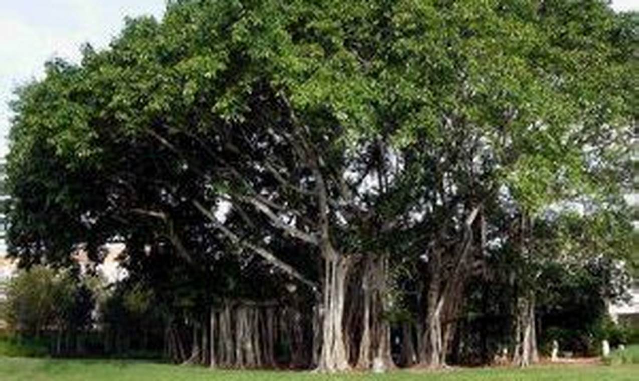 Manfaat Pohon Bodhi: Simbol Kedamaian dan Pencerahan