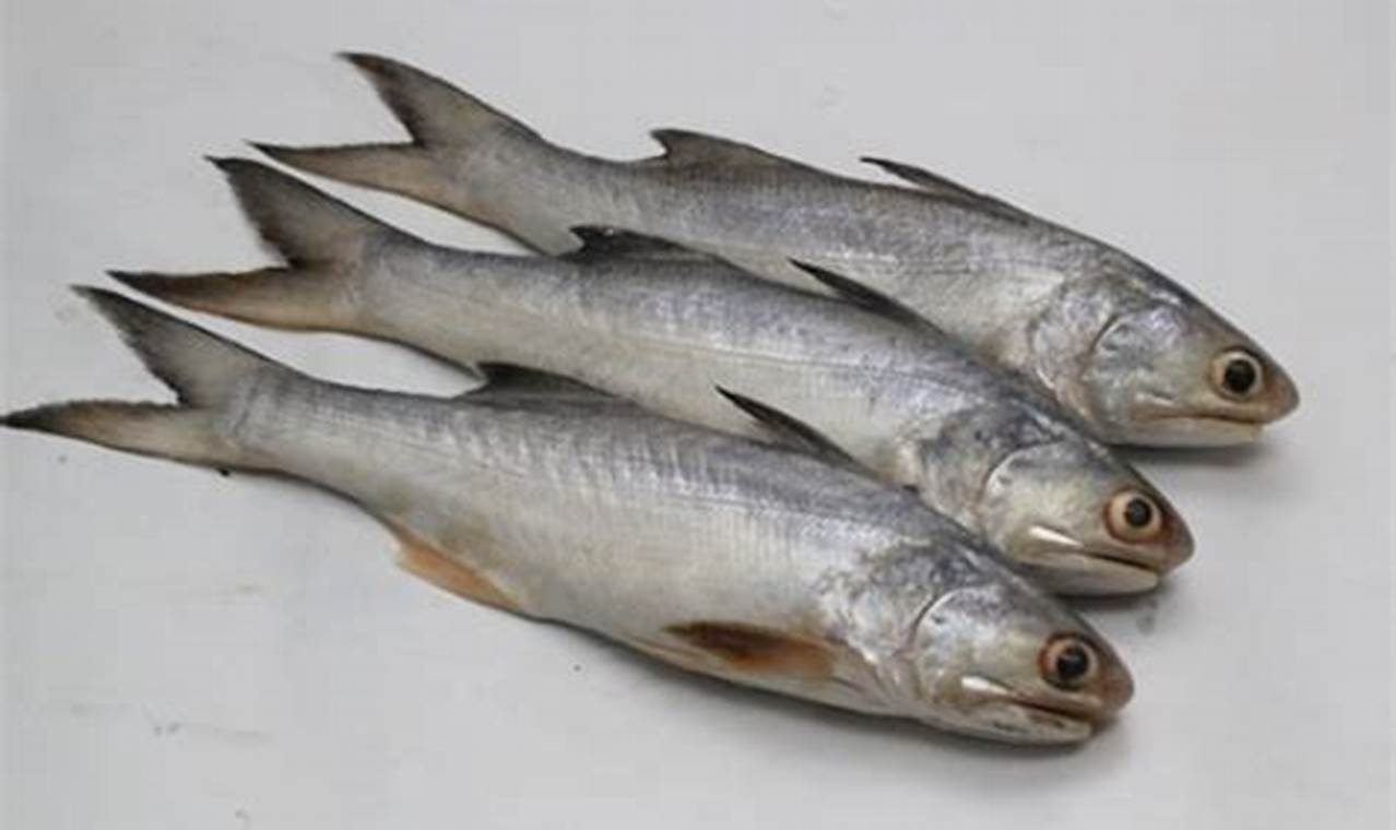 Panduan Manfaat Ikan Senangin: Rahasia Kesehatan dari Laut Nusantara