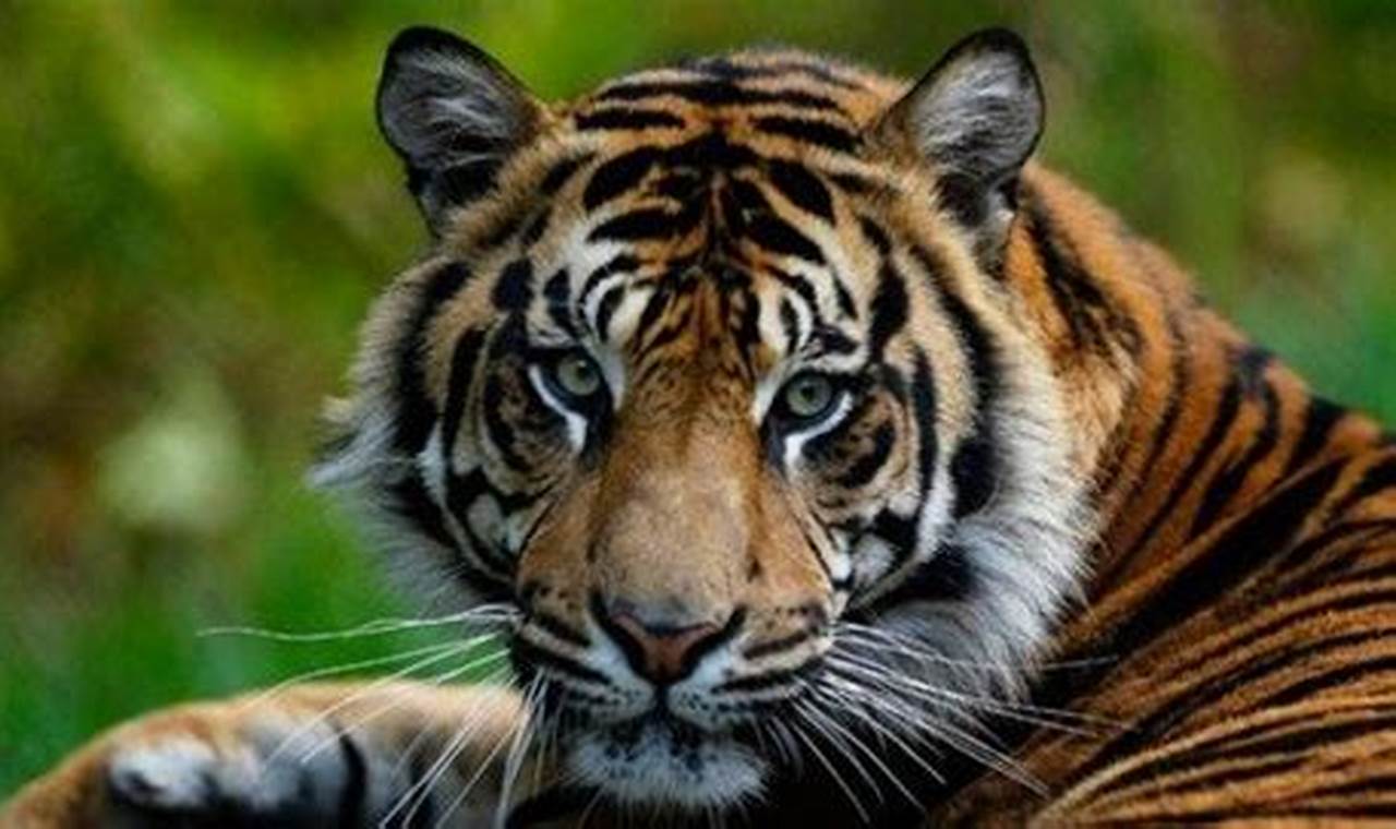 Pelajari Manfaat Luar Biasa Hewan Harimau: Jaga Ekosistem dan Budaya